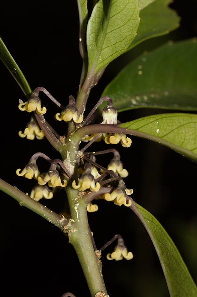 Melicytus-dentata-pendulous-cream-colored-flowers-Dundas-Track-Parihaka-2015-09-24-IMG_1455.jpg