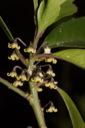 Melicytus-dentata-pendulous-cream-colored-flowers-Dundas-Track-Parihaka-2015-09-24-IMG 1455