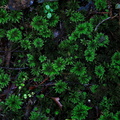 Mniodendron-dendroides-umbrella-moss-Hatea-River-Walk-Parihaka-Reserve-2016-06-10-IMG 6931