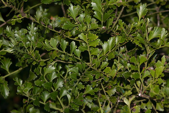 Phyllocladus-trichomanoides-celery-pine-tanekaha-Dobbins-trail-Mt-Parikaha-Whangarei-13-07-2011-IMG 2935