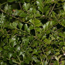 Phyllocladus-trichomanoides-celery-pine-tanekaha-Dobbins-trail-Mt-Parikaha-Whangarei-13-07-2011-IMG 2935