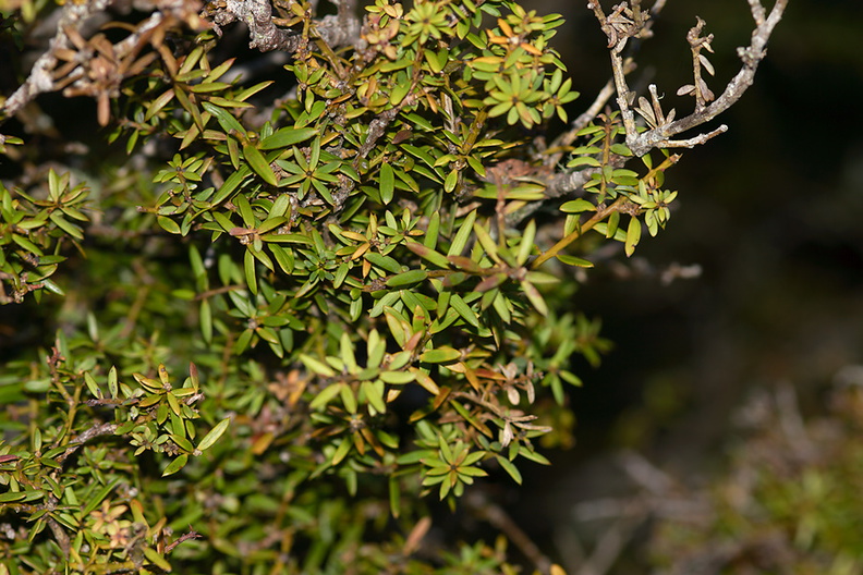 Podocarpus-totara-Dobbins-trail-Mt-Parikaha-Whangarei-13-07-2011-IMG_2936.jpg