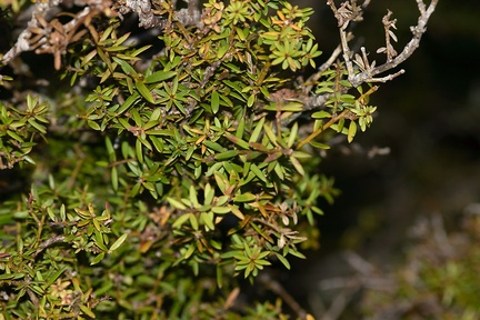 Podocarpus-totara-Dobbins-trail-Mt-Parikaha-Whangarei-13-07-2011-IMG 2936