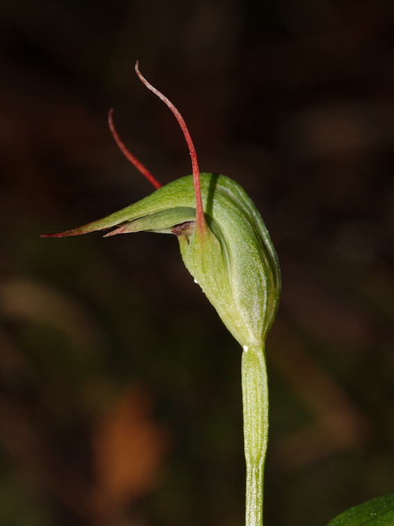 Pterostylis-agathicola-greenhood-orchid-Dundas-Track-Parihaka-2015-09-24-IMG 1492