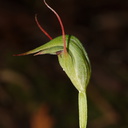 Pterostylis-agathicola-greenhood-orchid-Dundas-Track-Parihaka-2015-09-24-IMG 1492