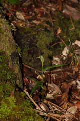 Pterostylis-agathicola-greenhood-orchid-Dundas-Track-Parihaka-2015-09-24-IMG 1495