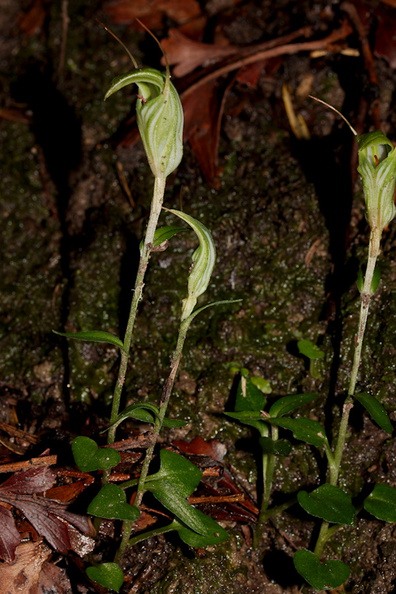 Pterostylis-sp-greenhood-orchid-Drummond-Track-Parihaka-2016-07-23-IMG_3320.jpg