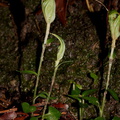 Pterostylis-sp-greenhood-orchid-Drummond-Track-Parihaka-2016-07-23-IMG 3320