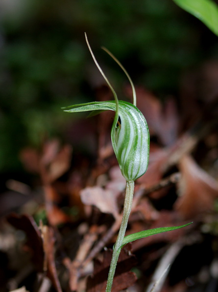 Pterostylis-sp-greenhood-orchid-Drummond-Track-Parihaka-2016-07-23-IMG_3327.jpg
