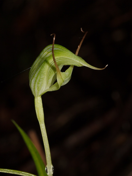 Pterostylis-sp-greenhood-orchid-Drummond-Track-Parihaka-2016-07-31-IMG_3399.jpg