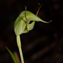 Pterostylis-sp-greenhood-orchid-Drummond-Track-Parihaka-2016-07-31-IMG 3399