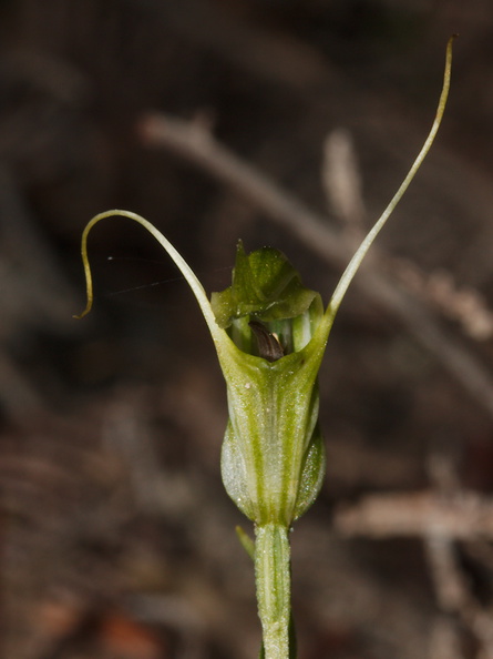 Pterostylis-sp-greenhood-orchid-Mair-Park-Parihaka-2015-09-16-IMG 1357