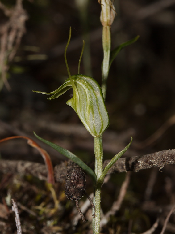 Pterostylis-sp-greenhood-orchid-Mair-Park-Parihaka-2015-09-16-IMG 1358