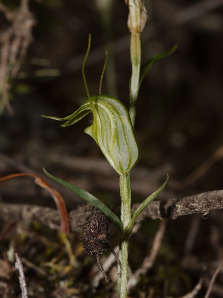 Pterostylis-sp-greenhood-orchid-Mair-Park-Parihaka-2015-09-16-IMG_1358.jpg