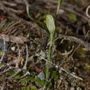 Pterostylis-sp-greenhood-orchid-Mair-Park-Parihaka-2015-09-16-IMG 1359
