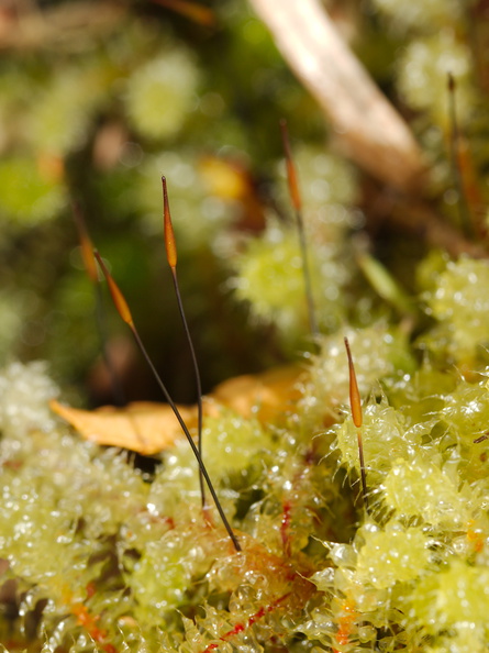 Ptychomnion-aciculare-moss-immature-sporophytes-Mair-Park-Parihaka-2015-09-23-IMG_1401.jpg