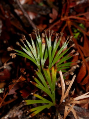Schizaea-dichotoma-comb-fern-Dobbie-Track-Parihaka-2016-07-26-IMG 3362