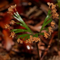 Schizaea-dichotoma-comb-fern-Dobbie-Track-Parihaka-2016-07-26-IMG 3367