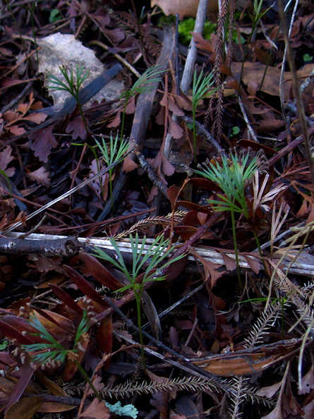 Schizaea-sp-fern-Dobbie-Track-kauri-grove-Parihaka-2016-06-04-IMG_6882.jpg