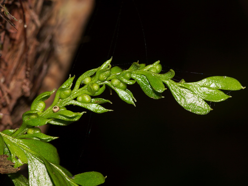 Tmesipteris-lanceolata-fork-fern-Dobbins-trail-Mt-Parikaha-Whangarei-13-07-2011-IMG_2956.jpg