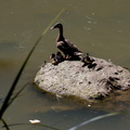 ducklings-Hatea-River-Parihaka-Reserve-2015-10-04-IMG 1766