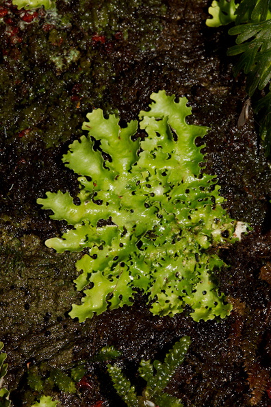 fruticose-green-lichen-Drummond-Track-Parihaka-2016-07-23-IMG_3339.jpg