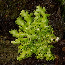 fruticose-green-lichen-Drummond-Track-Parihaka-2016-07-23-IMG 3339