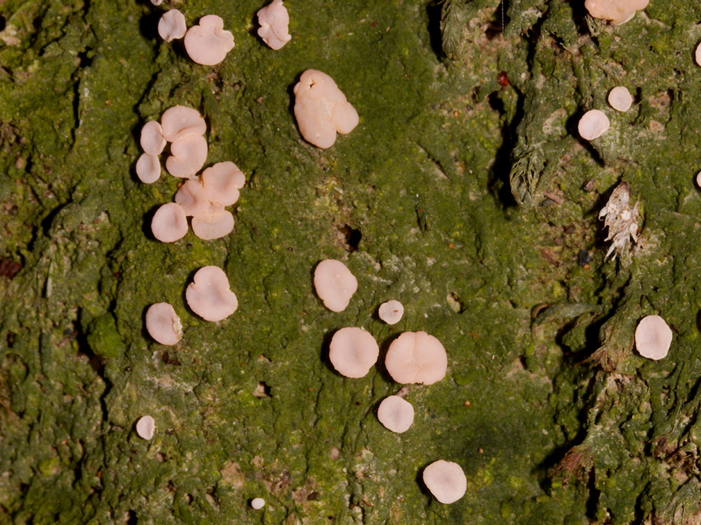 green-lichen-pink-spores-Hatea-River-Walk-Parihaka-Reserve-2015-09-29-IMG 1647