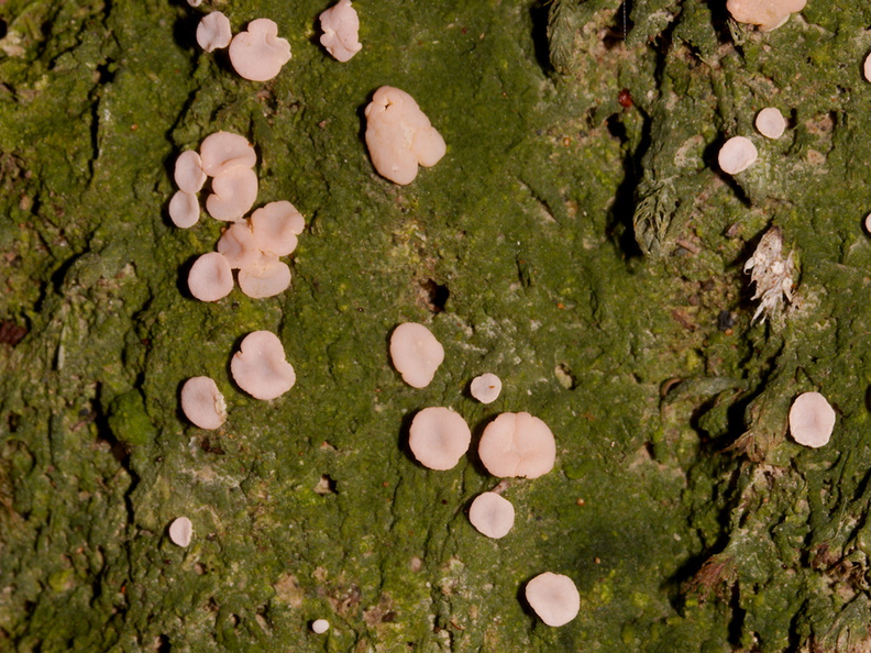 green-lichen-pink-spores-Hatea-River-Walk-Parihaka-Reserve-2015-09-29-IMG_1647.jpg