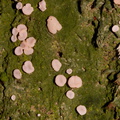 green-lichen-pink-spores-Hatea-River-Walk-Parihaka-Reserve-2015-09-29-IMG 1647