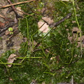 hornwort-near-steps-to-Mt-Parihaka-lookout-Whangarei-13-07-2011-IMG 2928