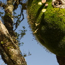 indet-maybe-Leptostomum--mounded-moss-on-tree-Whangarei-Falls-2013-07-16-IMG 2684