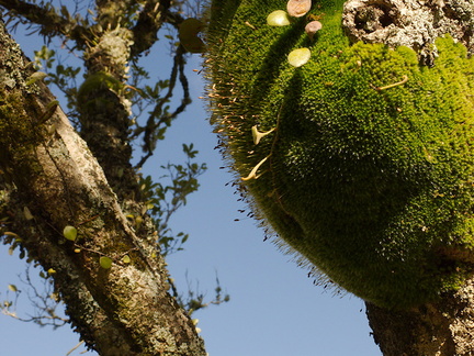 indet-maybe-Leptostomum--mounded-moss-on-tree-Whangarei-Falls-2013-07-16-IMG 2684