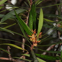 indet-small-tree-reddish-4-merous-flowers-Dundas-Track-Parihaka-2015-09-24-IMG 1457
