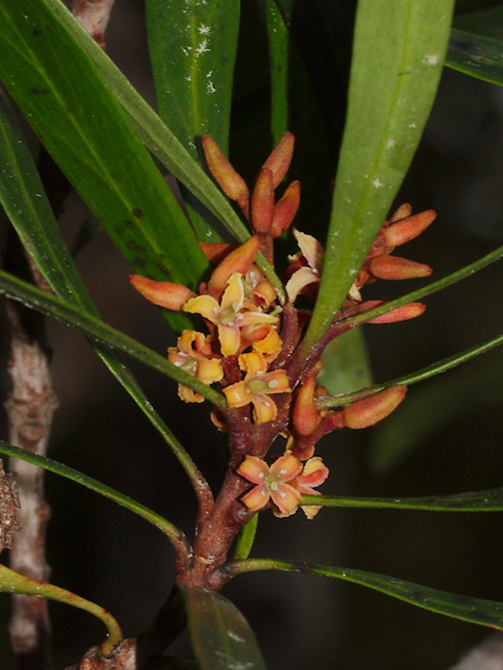 indet-small-tree-reddish-4-merous-flowers-Dundas-Track-Parihaka-2015-09-24-IMG 1457 v2