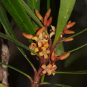 indet-small-tree-reddish-4-merous-flowers-Dundas-Track-Parihaka-2015-09-24-IMG 1457 v2