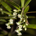 indet-tree-white-flowers-parallel-veined-leaves-Dundas-Track-Parihaka-2015-09-24-IMG 1485