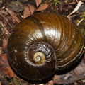 kauri-snail-Paryphanta-busbyi-pupurangi-near-Hatea-River-Mair-Park-Parihaka-2015-09-23-IMG 1413