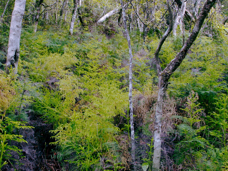 lycopod-mini-forest-Dundas-Track-Parihaka-2015-09-24-IMG_5520.jpg