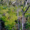lycopod-mini-forest-Dundas-Track-Parihaka-2015-09-24-IMG 5520