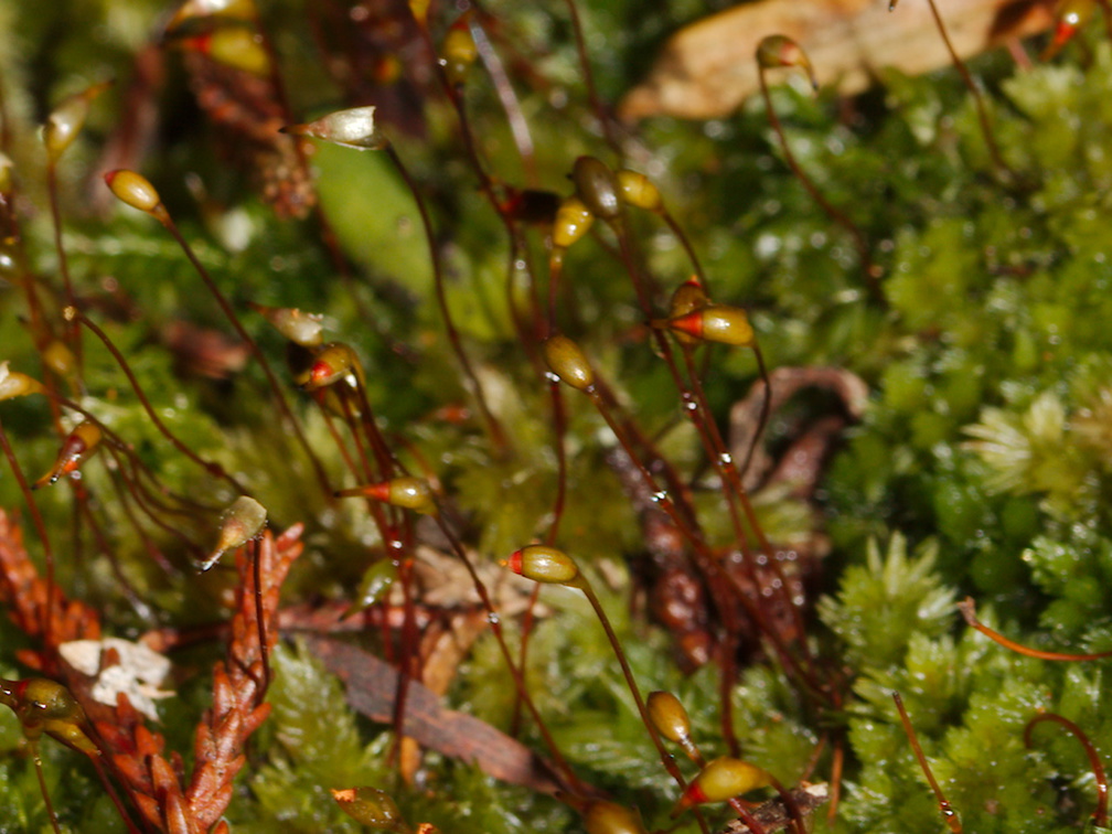 moss-sporophytes-Hatea-River-Walk-Parihaka-Reserve-2015-09-29-IMG 1643