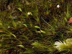 moss-sporophytes-Parihaka-Reserve-2015-10-04-IMG 1760