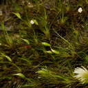 moss-sporophytes-Parihaka-Reserve-2015-10-04-IMG 1760
