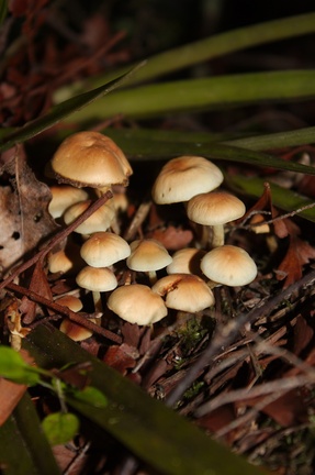 ochre-mushrooms-Hatea-River-Walk-Parihaka-Reserve-2015-10-02-IMG 1724