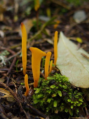 orange-coral-fungus-earthtongue-Trichglossum-sp-Whangarei-Falls-2013-07-16-IMG 2671