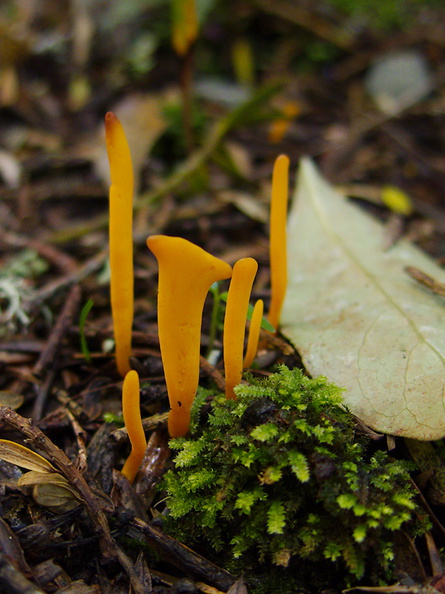 orange-coral-fungus-earthtongue-Trichglossum-sp-Whangarei-Falls-2013-07-16-IMG_2671.jpg