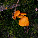 orange-gill-mushrooms-Drummond-Track-Parihaka-Whangarei-2017-04-21-IMG 8181