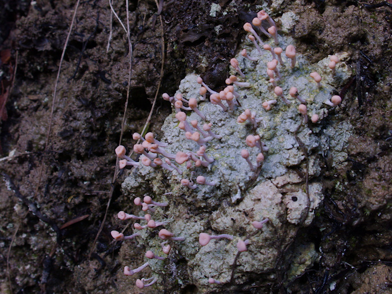 pink-fruiting-crustose-lichen-Hatea-River-Walk-Parihaka-2016-07-24-IMG_7163.jpg