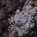 pink-fruiting-crustose-lichen-Hatea-River-Walk-Parihaka-2016-07-24-IMG 7163