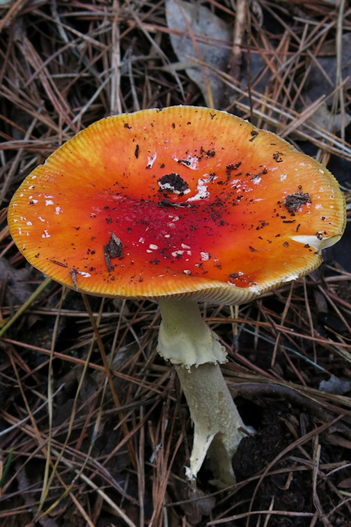 red-mushroom-at-beginning-of-Dundas-Ross-track-Parihaka-2017-05-20-IMG 8279